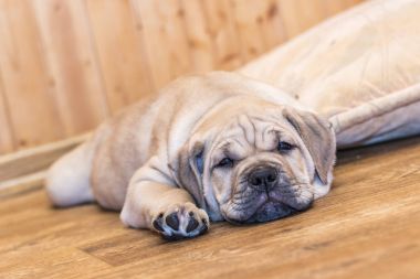 Ca de Bou (Mallorquin Mastiff) yavru köpeği