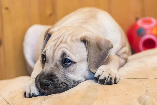 Ca de Bou (Mallorquin Mastiff) štěně pes — Stock fotografie