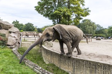 Afrika fili Tierpark Berlin, Almanya