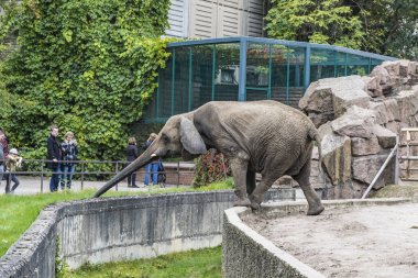 Afrika fili Tierpark Berlin, Almanya