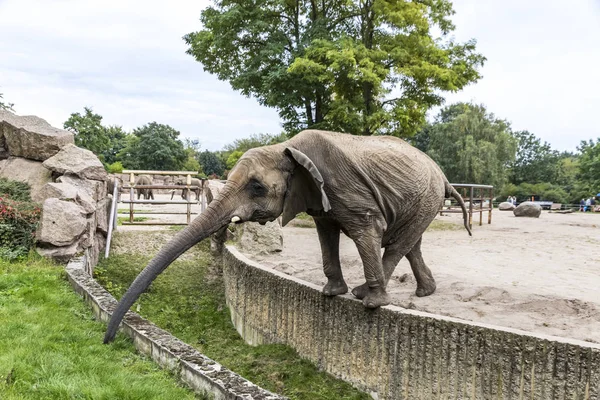 Elefante africano a Tierpark Berlin, Germania — Foto Stock