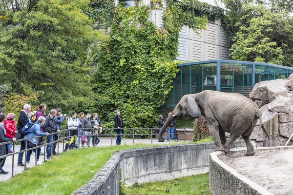 Afrikaanse olifant in Tierpark Berlin, Duitsland — Stockfoto