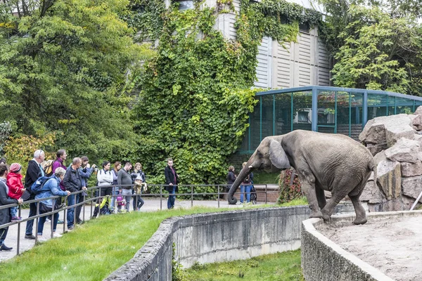 African elephant in Tierpark Berlin, Germany — Stock Photo, Image