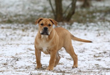 Ca de Bou (Mallorquin Mastiff) yavru köpeği