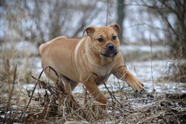 Ca de Bou (Mallorquin Mastiff) yavru köpeği