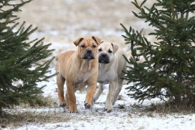 Ca de Bou (Mallorquin Mastiff) puppy dogs