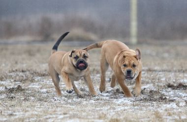Ca de Bou (Mallorquin Mastiff) puppy dogs