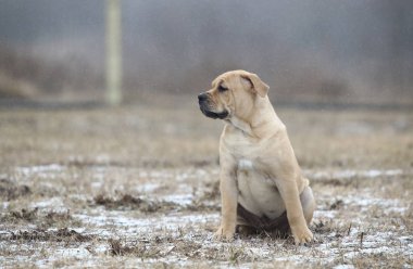 Ca de Bou (Mallorquin Mastiff) yavru köpeği