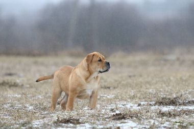 Ca de Bou (Mallorquin Mastiff) yavru köpeği