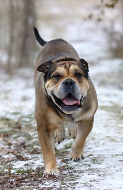 Ca de Bou (Mallorquin Mastiff) köpeği