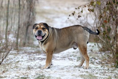 Ca de Bou (Mallorquin Mastiff) köpeği