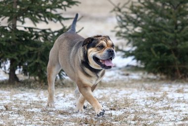 Ca de Bou (Mallorquin Mastiff) köpeği