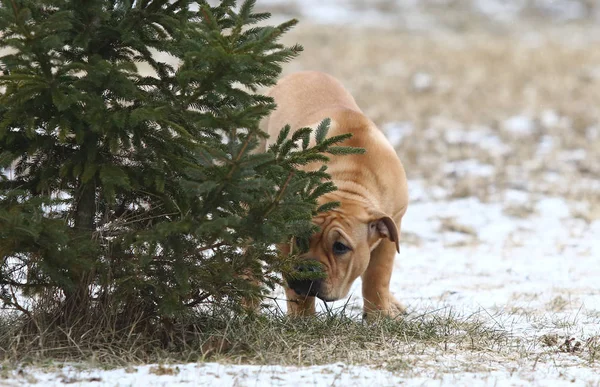 Ca de Bou (Mallorquin Mastiff) puppy hond — Stockfoto