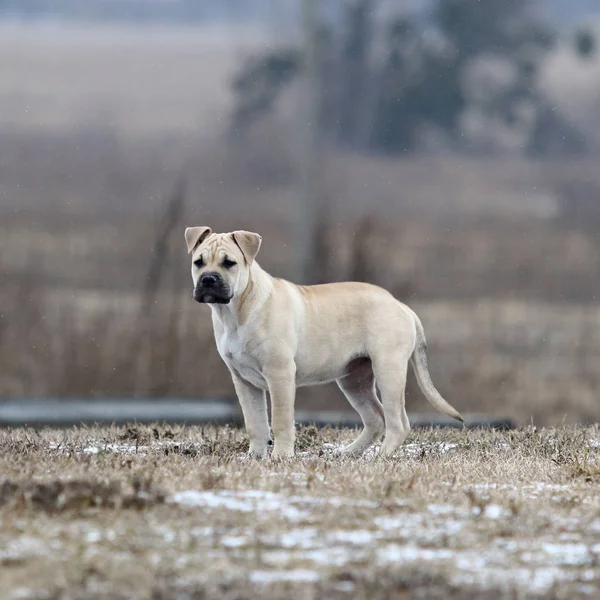 Ca de Bou (Mallorquin Mastiff) puppy hond — Stockfoto