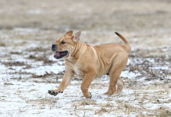 Ca de Bou (Mallorquin Mastiff) puppy hond — Stockfoto