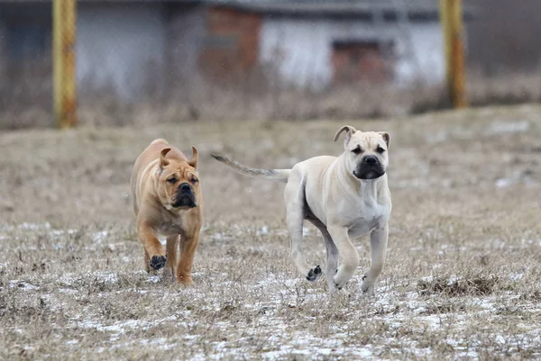 Ca de Bou (Mallorquin Mastiff) catelus — Fotografie, imagine de stoc