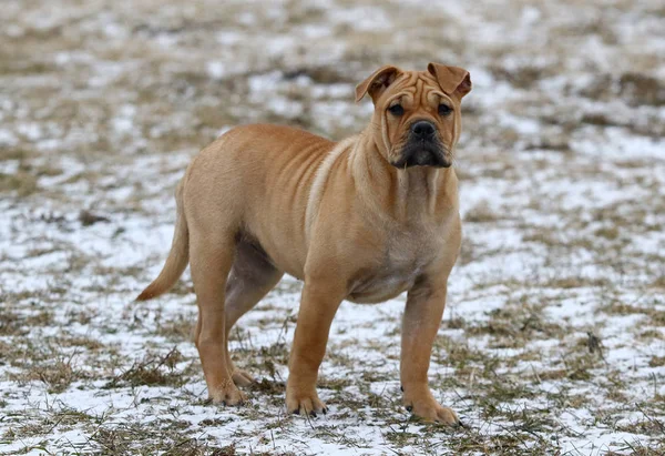 Ca de Bou (Mallorquin Mastiff) puppy hond — Stockfoto