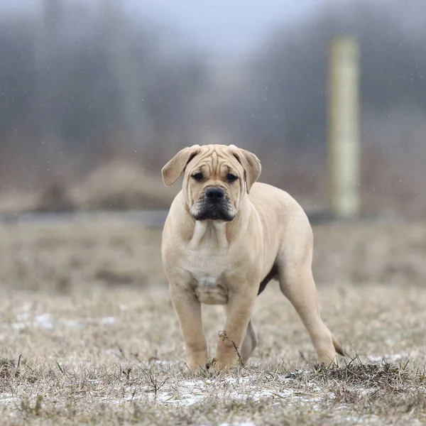 Ca de Bou (Mallorquin Mastiff) puppy hond — Stockfoto