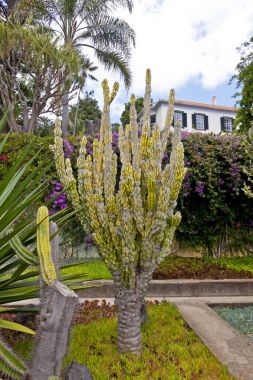 Tropikal Botanik Bahçesi Funchal, Madeira, Portekiz