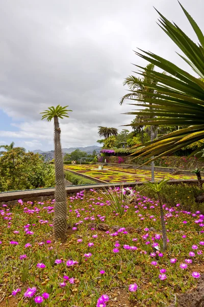 Orto Botanico Tropicale Nella Città Funchal Isola Madeira Portogallo — Foto Stock