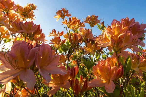 Bahçede açelya çiçek (Rhododendron) pembe — Stok fotoğraf