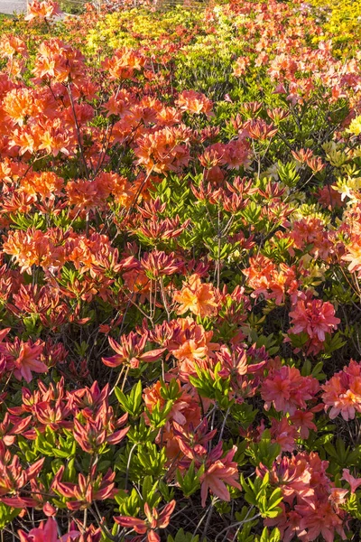 Pink Azalea flowers (Rhododendron) in the garden — Stock Photo, Image