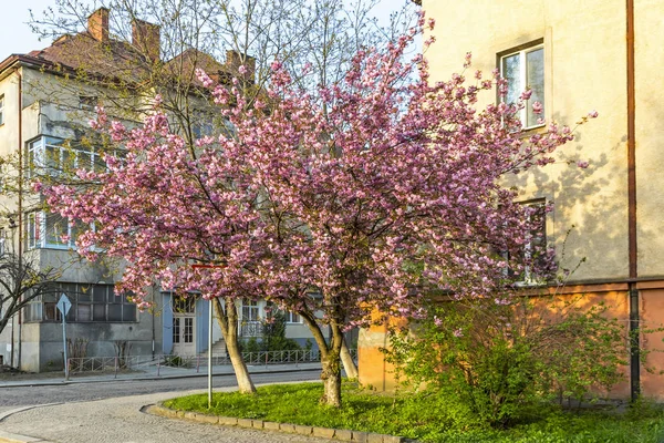 Árvores sakura rosa na rua de Uzhgorod, Ucrânia — Fotografia de Stock