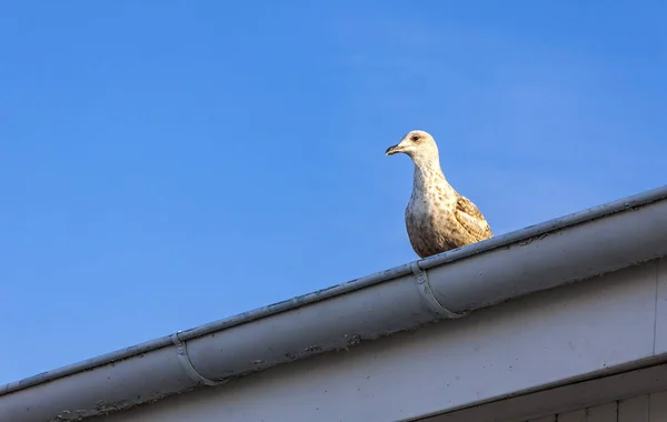Silver seagull stay on a roof — Stock Photo, Image