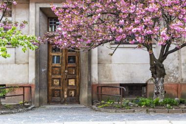 Uzhgorod, Ukrayna'nın sokaklarda çiçek açması pembe sakura ağacı