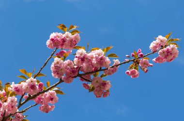 Çiçek açması pembe sakura ağacı dalı yakın çekim