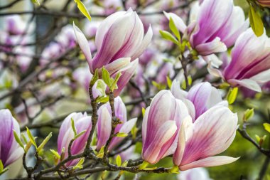 Bahçede pembe manolya çiçekleri