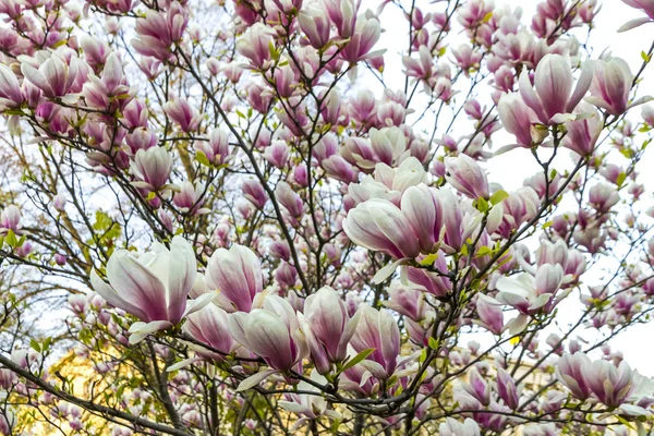 Różowy kwiat magnolii w ogrodzie — Zdjęcie stockowe