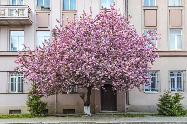 Blühender rosa Sakura-Baum auf den Straßen von Uzhgorod, Ukraine — Stockfoto