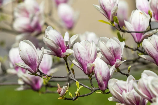 Fiori di magnolia rosa in giardino — Foto Stock