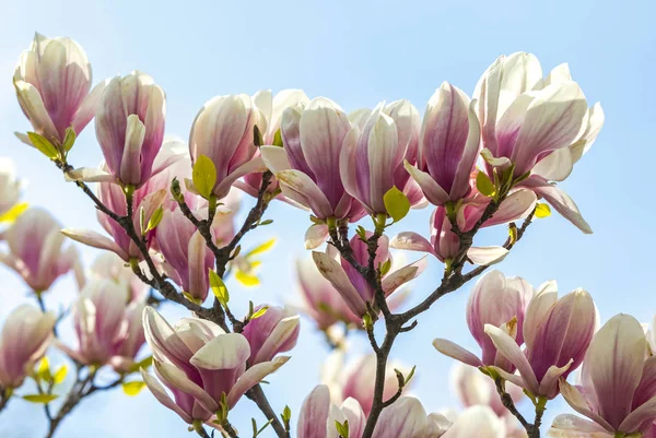 Rosa Magnolienblüten im Garten — Stockfoto