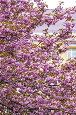 Çiçek açması pembe sakura ağaçlar