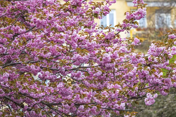 Bloeiende roze sakura bomen — Stockfoto