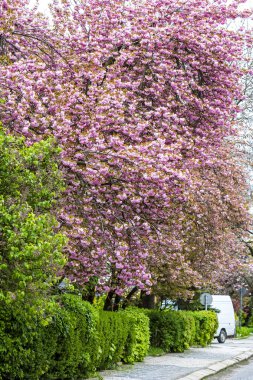 Çiçek açması pembe sakura ağaçlar