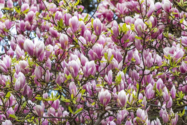 Różowe kwiaty magnolii w ogrodzie — Zdjęcie stockowe