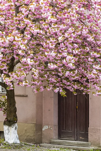 Kvetoucí strom sakura růžová na ulicích Užhorod, Ukrajina — Stock fotografie