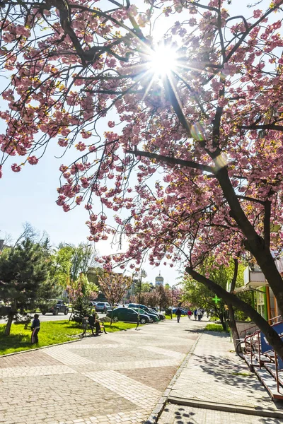 Kvetoucí růžové sakura stromy v ulicích Užhorod, Ukrajina — Stock fotografie