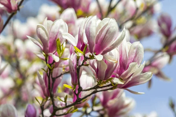 Pink magnolia flowers in the garden — Stock Photo, Image