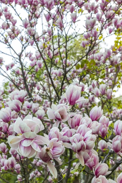 Pink magnolia flower in the garden — Stock Photo, Image