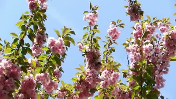 Rama floreciente de sakura rosa. Flores de primavera de sakura de cereza — Vídeos de Stock