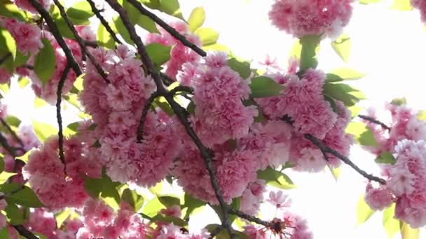 Blommande rosa sakura trädgren. Körsbärsträden sakura vårblommor — Stockvideo