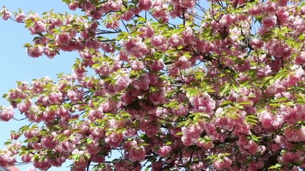 Ανθοφορία κλαδί δέντρου ροζ sakura. Cherry sakura λουλούδια την άνοιξη — Αρχείο Βίντεο