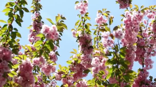 Rama floreciente de sakura rosa. Flores de primavera de sakura de cereza — Vídeos de Stock