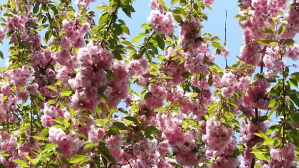 Blooming pink sakura tree branch. Cherry sakura spring flowers — Stock Video