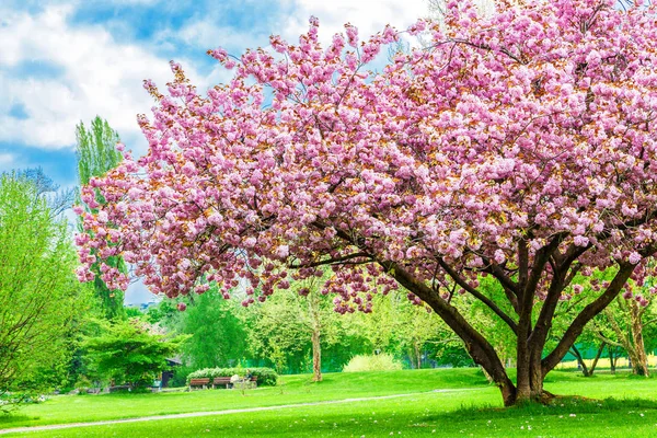 Όμορφο δέντρο sakura στο πάρκο — Φωτογραφία Αρχείου