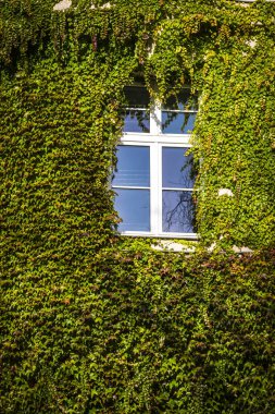 pencere ile yeşil sarmaşık kaplı bir duvarla